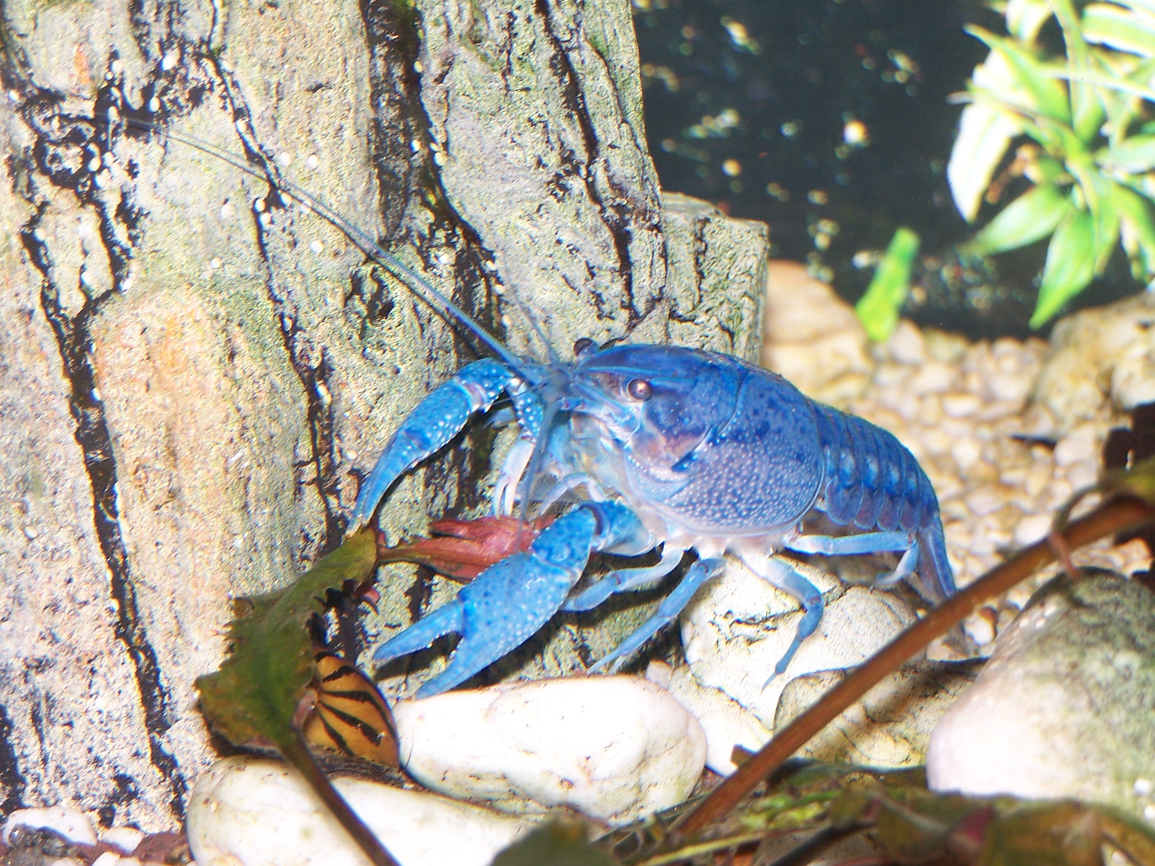 Флоридский рак. Procambarus alleni синий Флоридский рак.. Флоридский синий краб. Рачки голубое свечение. Ябби.