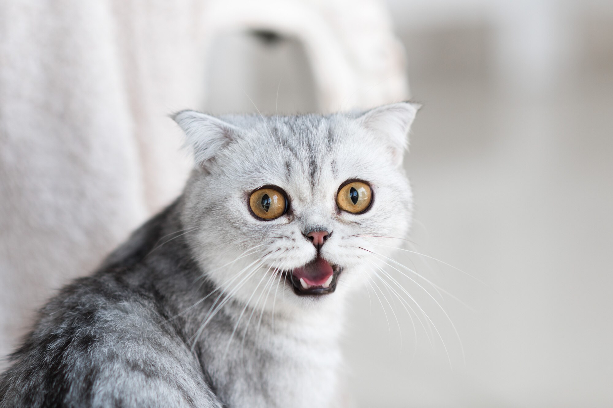 Current Biology: Ученые раскрыли тайну низкочастотного мурлыканья кошек