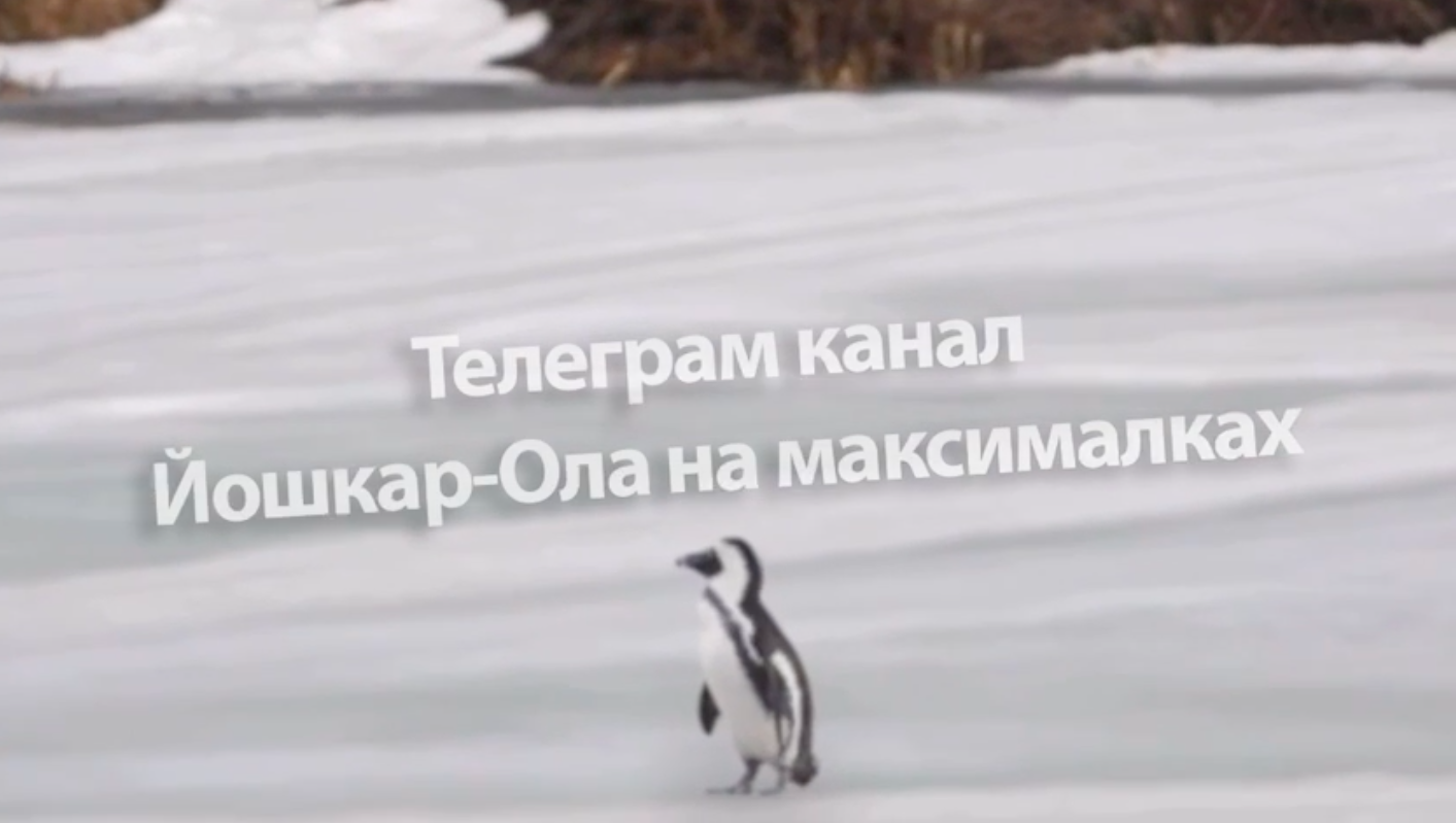 На Малой Кокшаге в Йошкар-Оле заметили пингвина | 03.04.2024 | Йошкар-Ола -  БезФормата