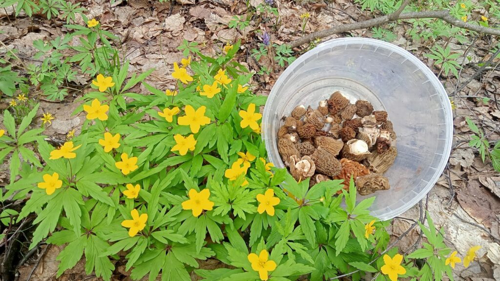 Тихая охота в разгаре: жители Марий Эл делятся снимками уникальных грибных трофеев