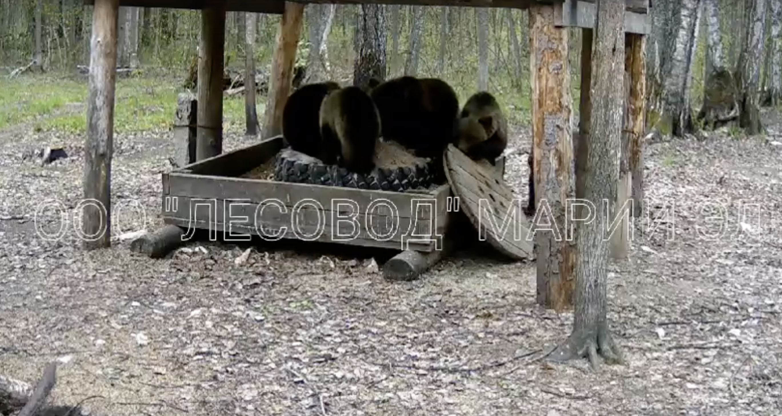 Медийную марийскую медведицу с шестью медвежатами вновь засняли на камеру