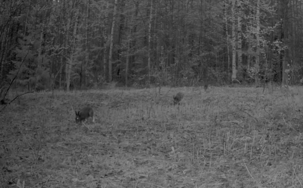 Экоулов: Камеры сняли в лесу Марий Эл вяхиря и трех зайцев