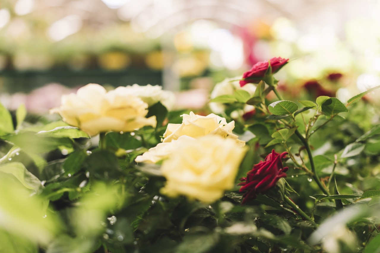 Розы цветут с июня по октябрь: Всего 30 граммов этого средства под куст сотворят чудеса – название известно